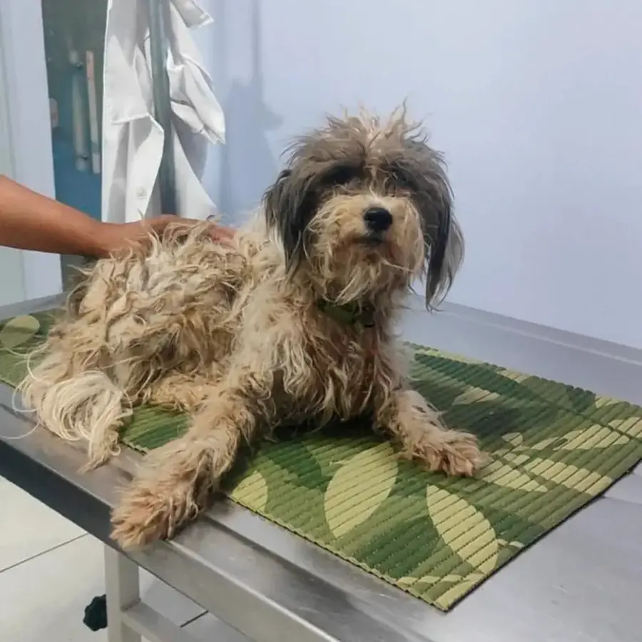 Cão de pelo emaranhado e sujo sobre a mesa da clínica veterinária