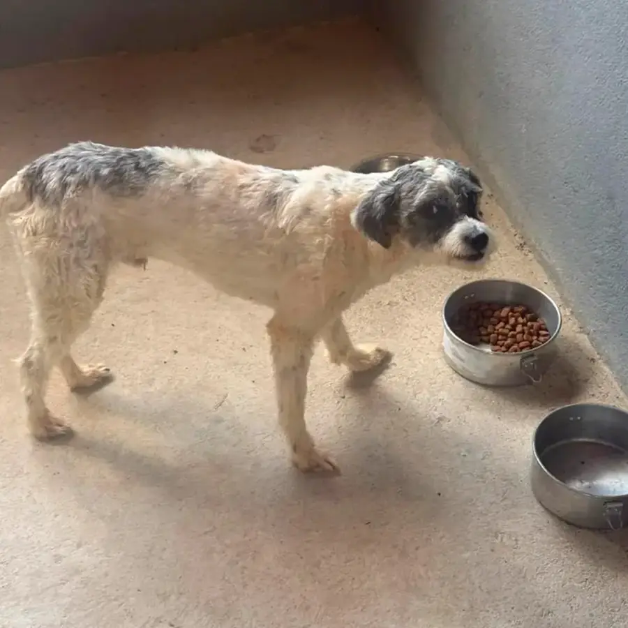 O mesmo cão limpo e tosado comendo ração no abrigo