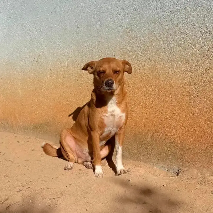 O mesmo cão recuperado, sentado ao sol no quintal do abrigo
