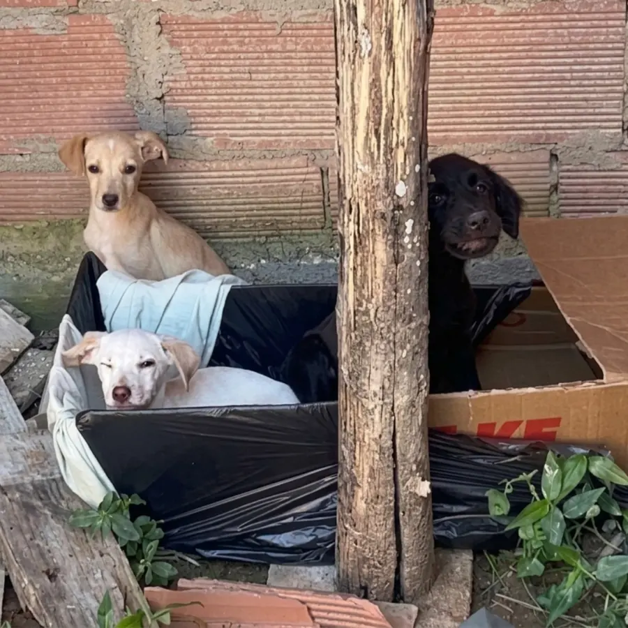 Filhotes abandonados em caixa de papelão antes do resgate