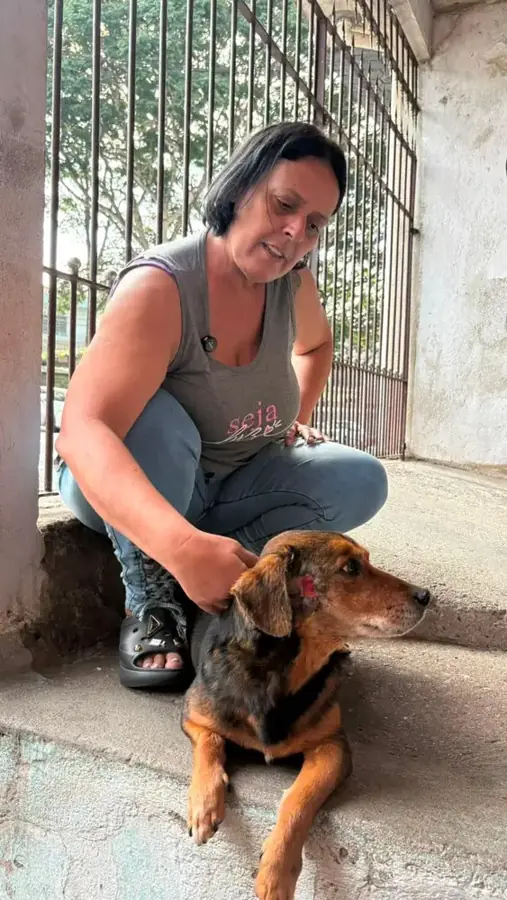 Voluntária cuidando de cão resgatado com ferimento na cabeça